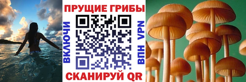 закладка  Пойковский  Галлюциногенные грибы прущие грибы 